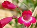 2007-1126_1320_Penstemon_8,4_C